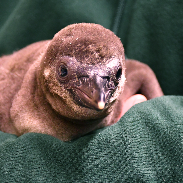 Penguin chick hatches at Akron Zoo Akron Zoo